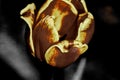 The Rusting Tulip Royalty Free Stock Photo